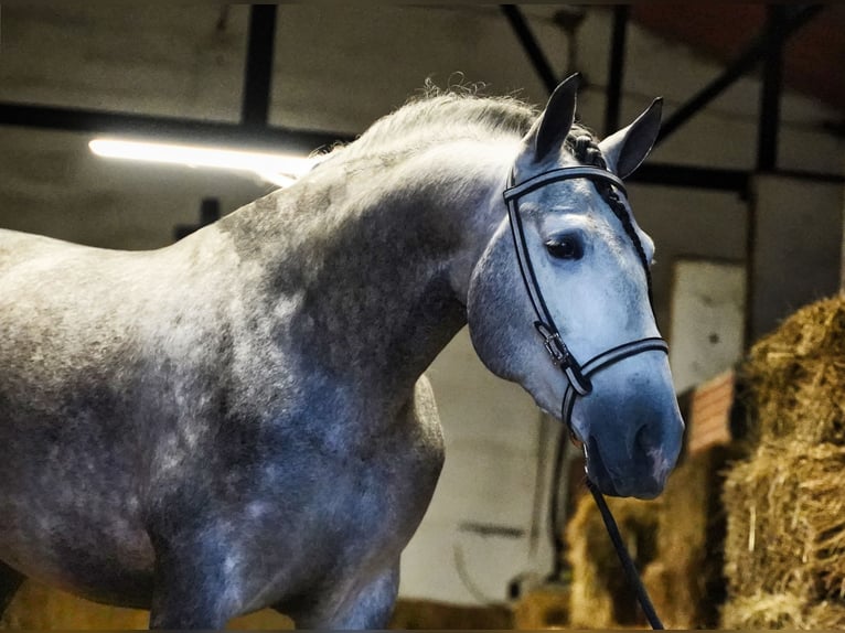 PRE Mix Stallion 4 years 16,2 hh Grey-Dapple in MADRID , LA CABRERA