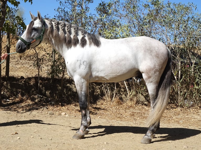 PRE Mix Stallion 4 years 16,2 hh Grey in Co&#xED;n, M&#xE1;laga
