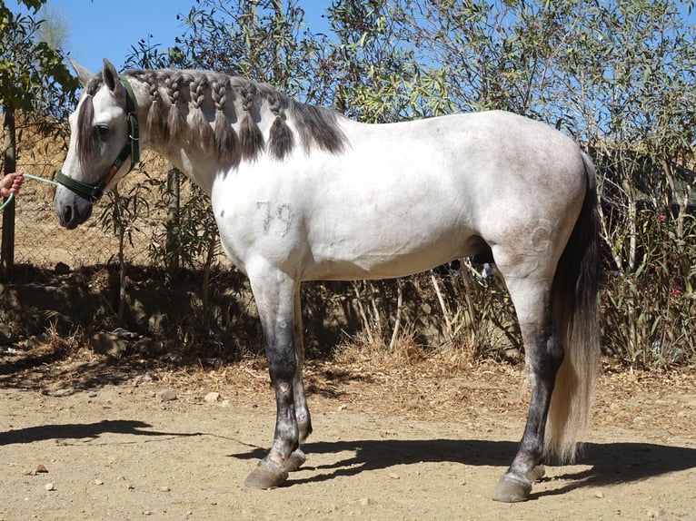 PRE Mix Stallion 4 years 16,2 hh Grey in Co&#xED;n, M&#xE1;laga