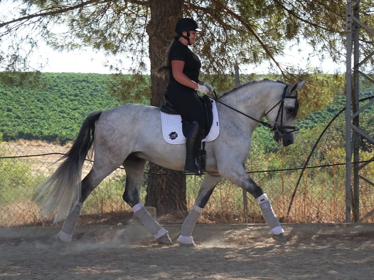 PRE Mix Stallion 4 years 16,2 hh Grey in Co&#xED;n, M&#xE1;laga