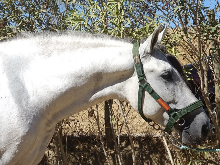 PRE Mix Stallion 4 years 16,2 hh Grey in Co&#xED;n, M&#xE1;laga