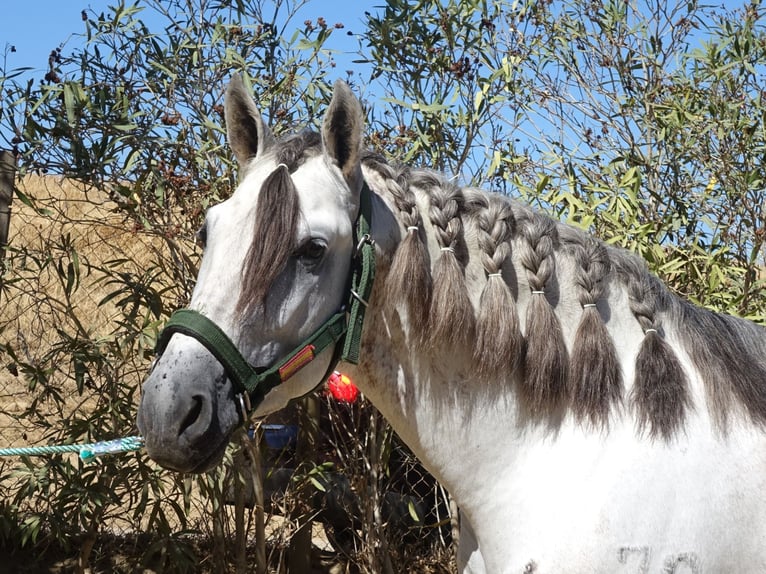 PRE Mix Stallion 4 years 16,2 hh Grey in Co&#xED;n, M&#xE1;laga