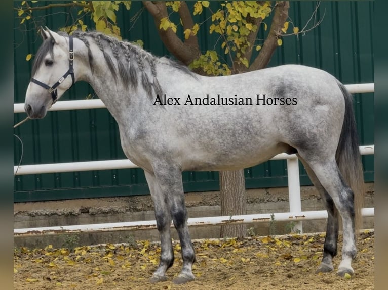 PRE Mix Stallion 4 years 16,2 hh Grey in Sevilla