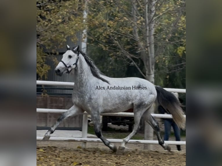 PRE Mix Stallion 4 years 16,2 hh Grey in Sevilla