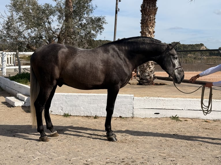 PRE Stallion 4 years 16,2 hh Grey in Cubelles