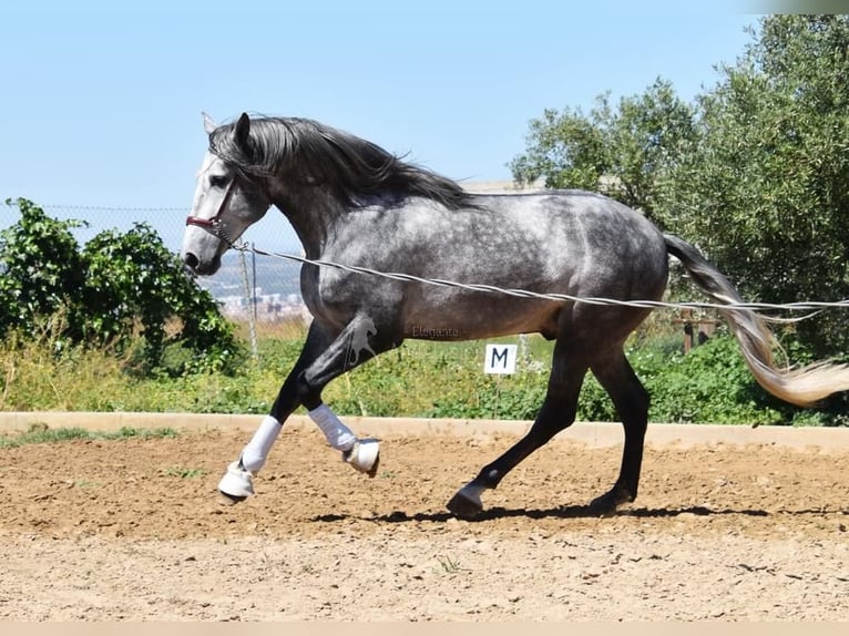 PRE Stallion 4 years 16,2 hh Grey in Miralvalles