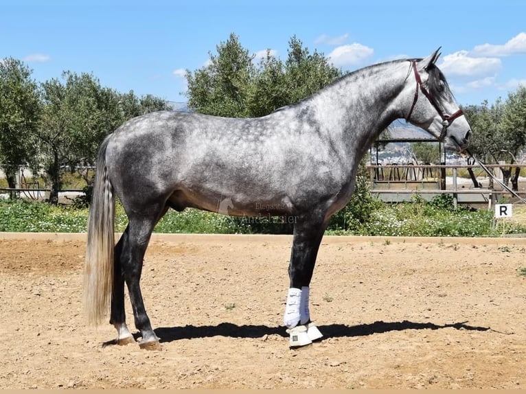 PRE Stallion 4 years 16,2 hh Grey in Miralvalles