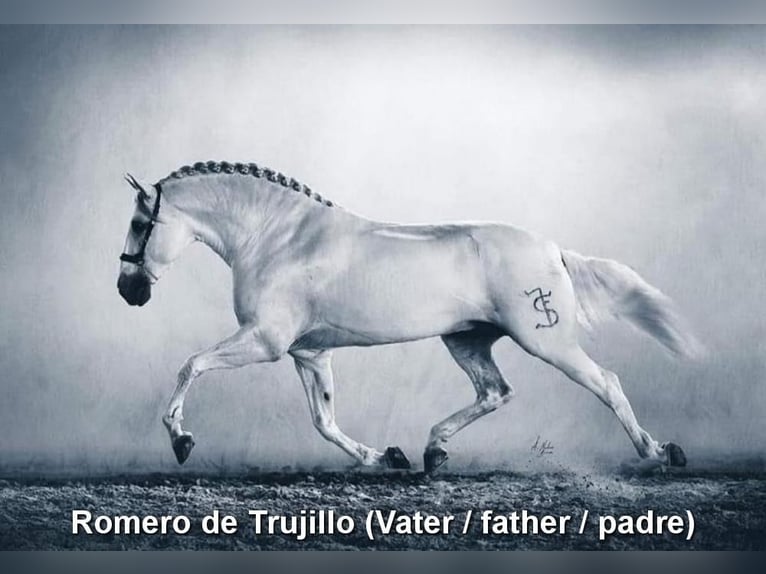 PRE Stallion 4 years 16,2 hh Grey in Miralvalles