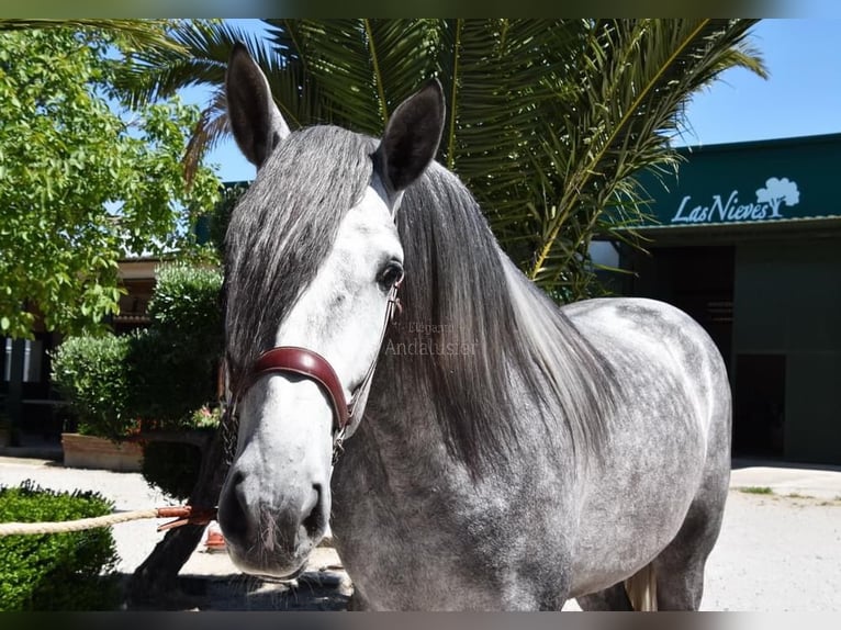 PRE Stallion 4 years 16,2 hh Grey in Miralvalles