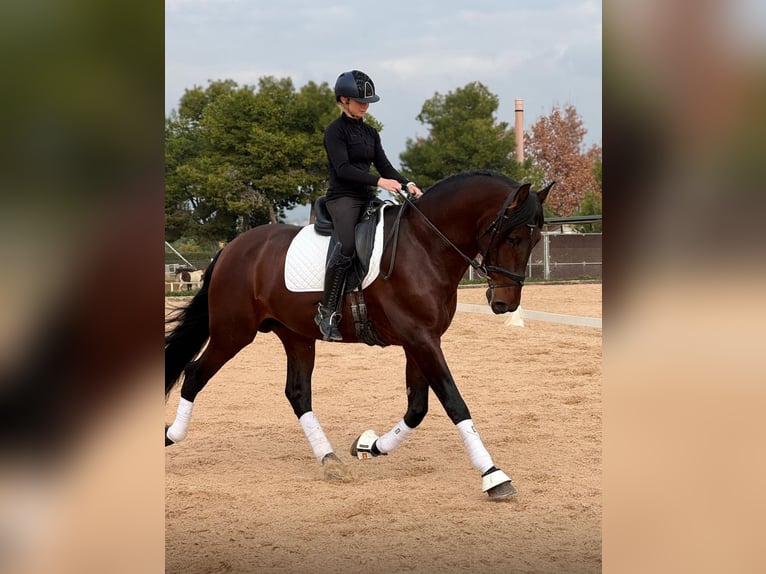 PRE Mix Stallion 4 years 16,3 hh Bay-Dark in Martfeld