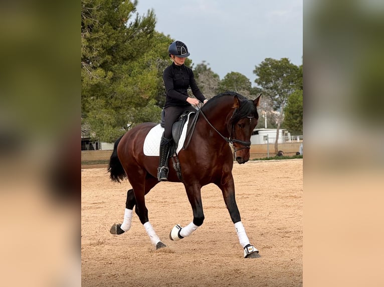 PRE Mix Stallion 4 years 16,3 hh Bay-Dark in Martfeld