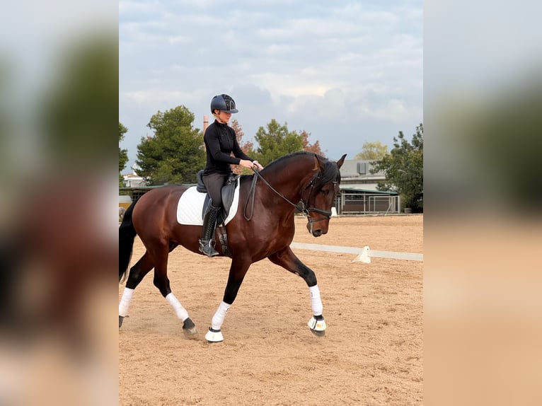 PRE Mix Stallion 4 years 16,3 hh Bay-Dark in Martfeld