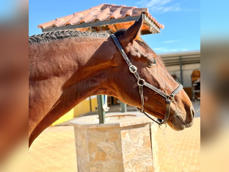 PRE Mix Stallion 4 years 16,3 hh Bay-Dark in Martfeld