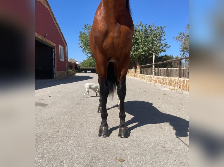 PRE Stallion 4 years 16,3 hh Brown in Albacete