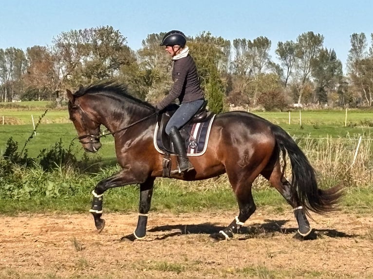 PRE Stallion 4 years 16,3 hh Brown in Wremen