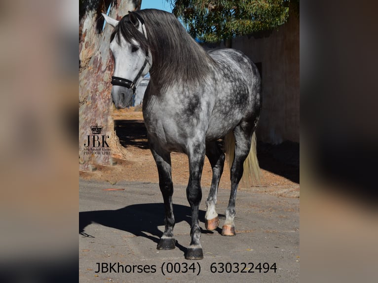 PRE Mix Stallion 4 years 16,3 hh Grey-Dapple in Tabernas Almeria PRE Mix Stallion 4 years 16,3 hh Grey-Dapple in Tabernas Almeria