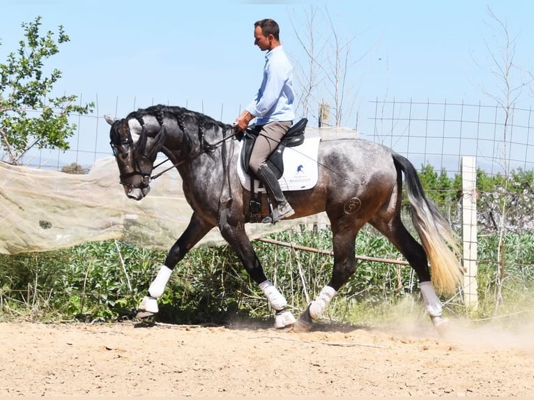 PRE Stallion 4 years 16,3 hh Grey in Provinz Granada