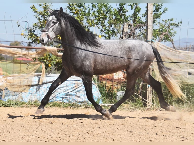 PRE Stallion 4 years 16,3 hh Grey in Provinz Granada
