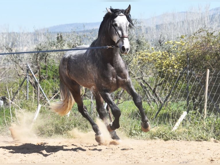 PRE Stallion 4 years 16,3 hh Grey in Provinz Granada