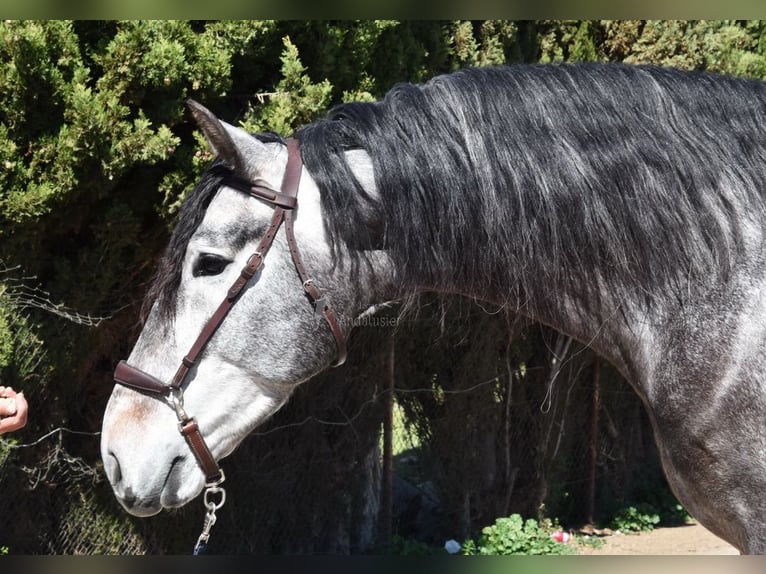 PRE Stallion 4 years 16,3 hh Grey in Provinz Granada