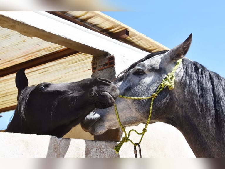 PRE Stallion 4 years 16,3 hh Grey in Provinz Granada