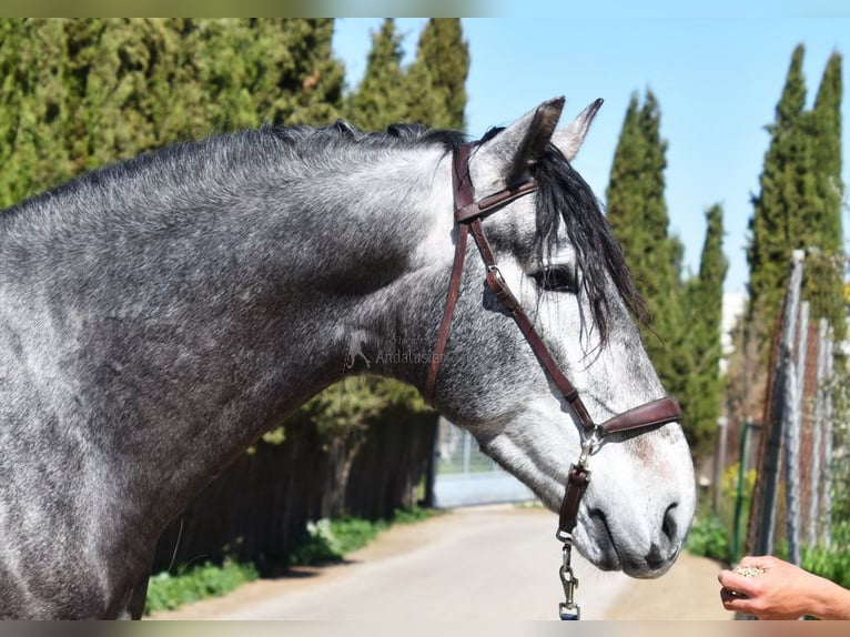 PRE Stallion 4 years 16,3 hh Grey in Provinz Granada