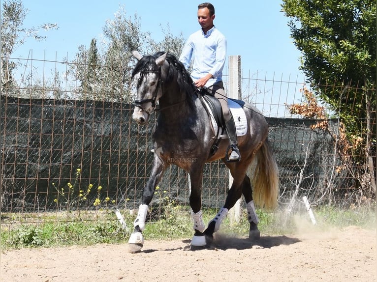 PRE Stallion 4 years 16,3 hh Grey in Provinz Granada