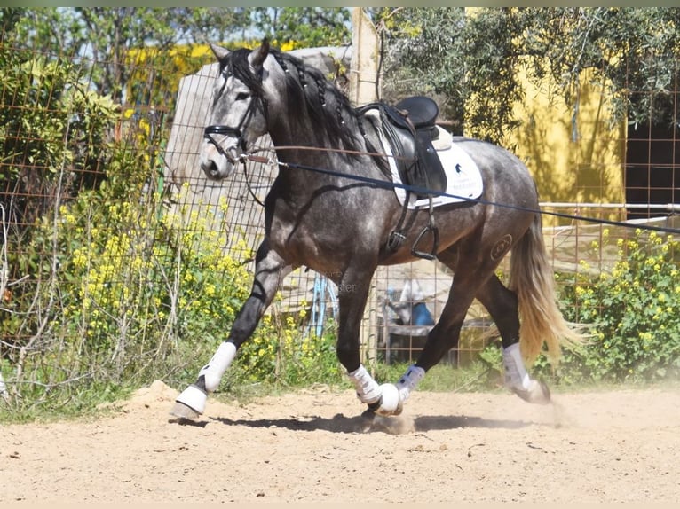 PRE Stallion 4 years 16,3 hh Grey in Provinz Granada