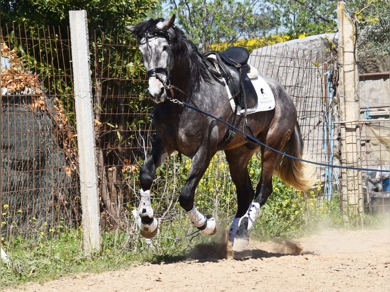 PRE Stallion 4 years 16,3 hh Grey in Provinz Granada