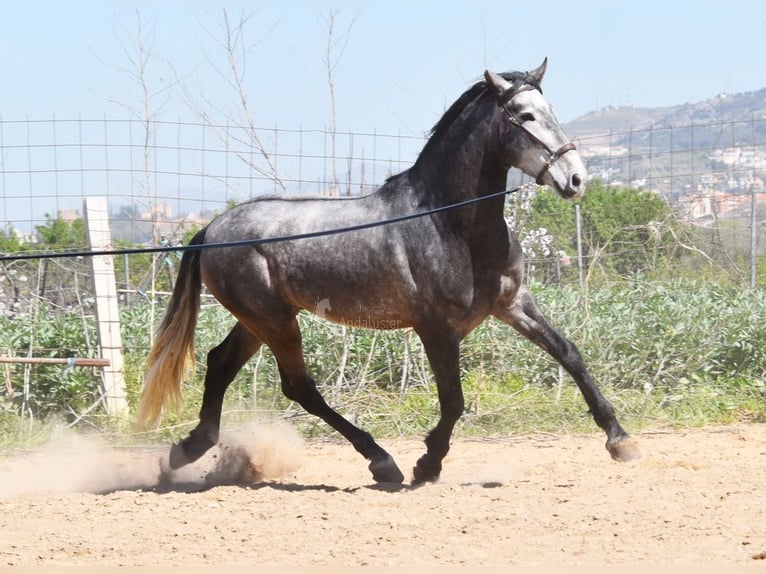 PRE Stallion 4 years 16,3 hh Grey in Provinz Granada