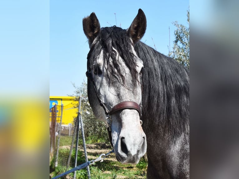PRE Stallion 4 years 16,3 hh Grey in Provinz Granada