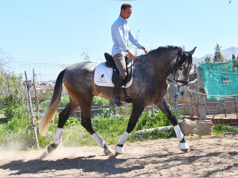 PRE Stallion 4 years 16,3 hh Grey in Provinz Granada