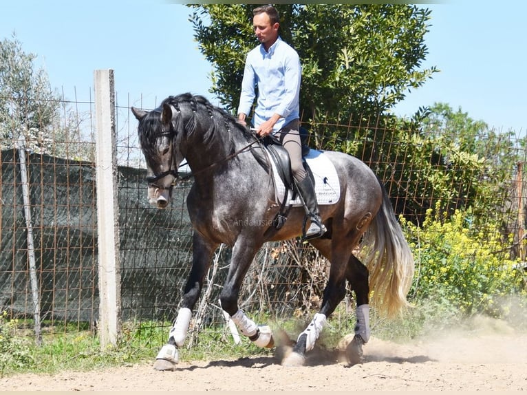 PRE Stallion 4 years 16,3 hh Grey in Provinz Granada