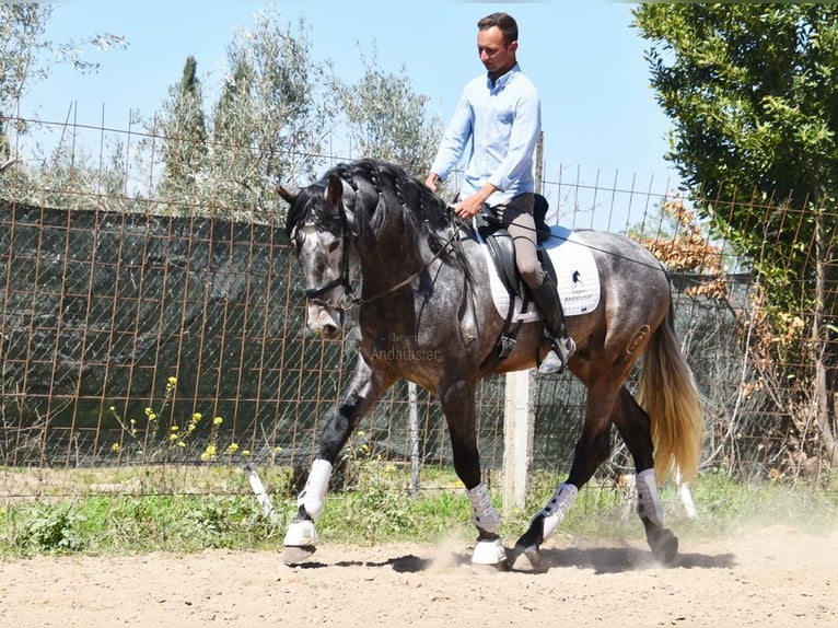 PRE Stallion 4 years 16,3 hh Grey in Provinz Granada