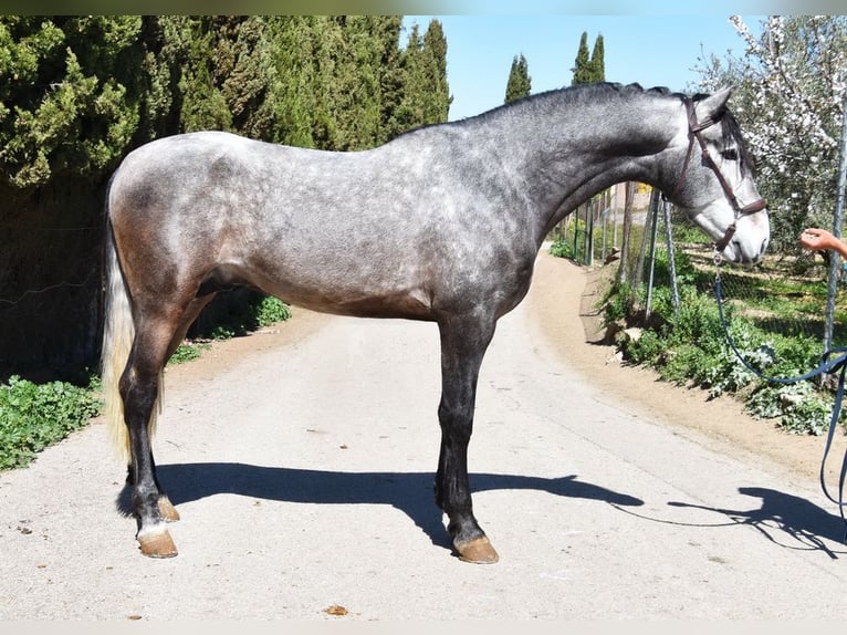 PRE Stallion 4 years 16,3 hh Grey in Provinz Granada