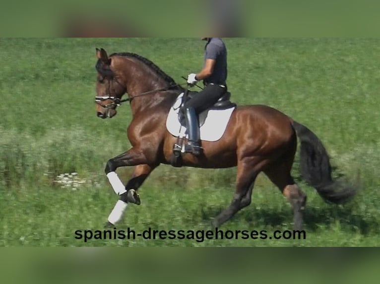 PRE Mix Stallion 4 years 17,1 hh Brown in Barcelona