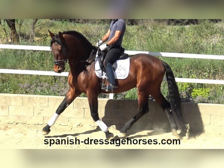 PRE Mix Stallion 4 years 17,1 hh Brown in Barcelona
