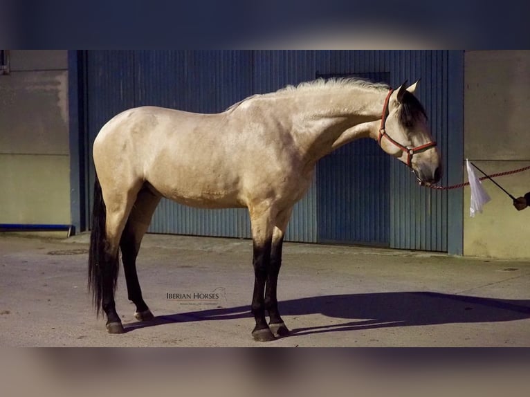 PRE Mix Stallion 4 years 17,1 hh Dun in Navas Del Madroño