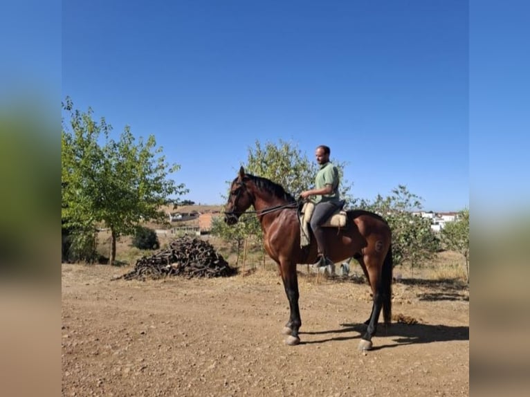 PRE Mix Stallion 4 years 17.2 hh Brown in Villanueva Del Fresno