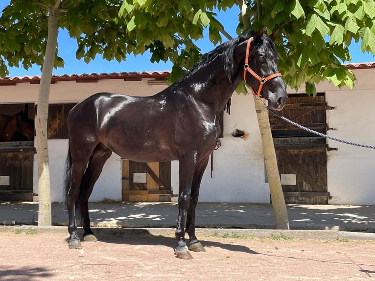 PRE Stallion 4 years 17 hh Black in Agost