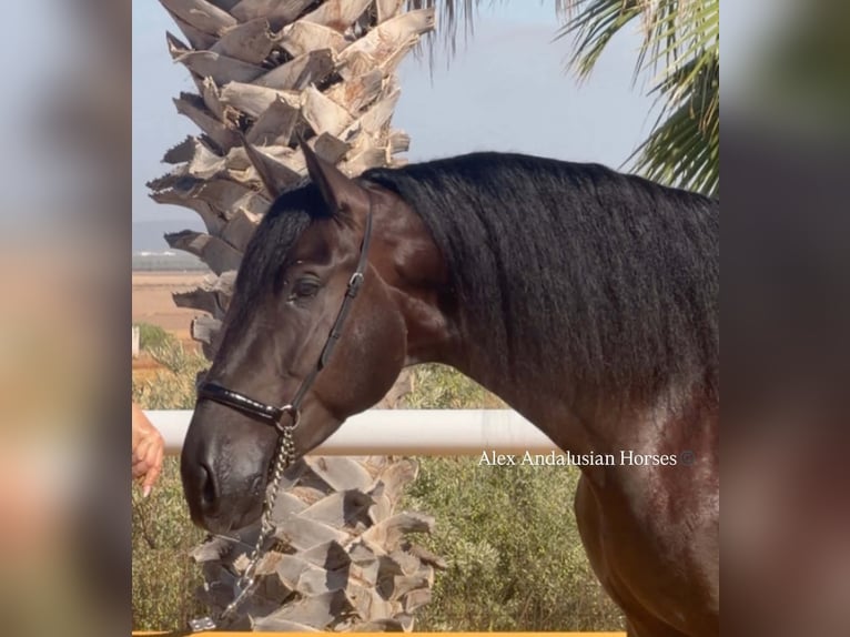 PRE Mix Stallion 4 years 17 hh Black in Sevilla