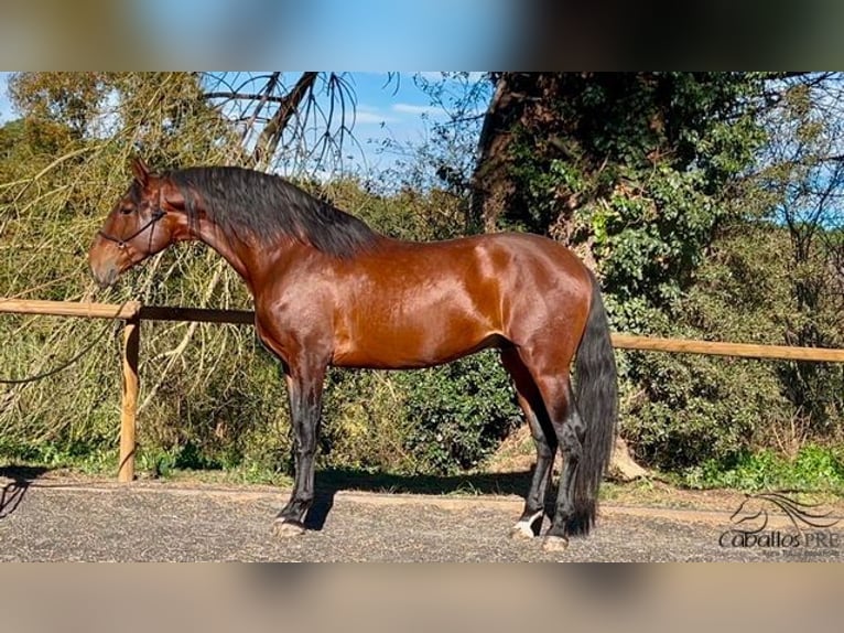 PRE Stallion 4 years 17 hh Brown in Barcelona