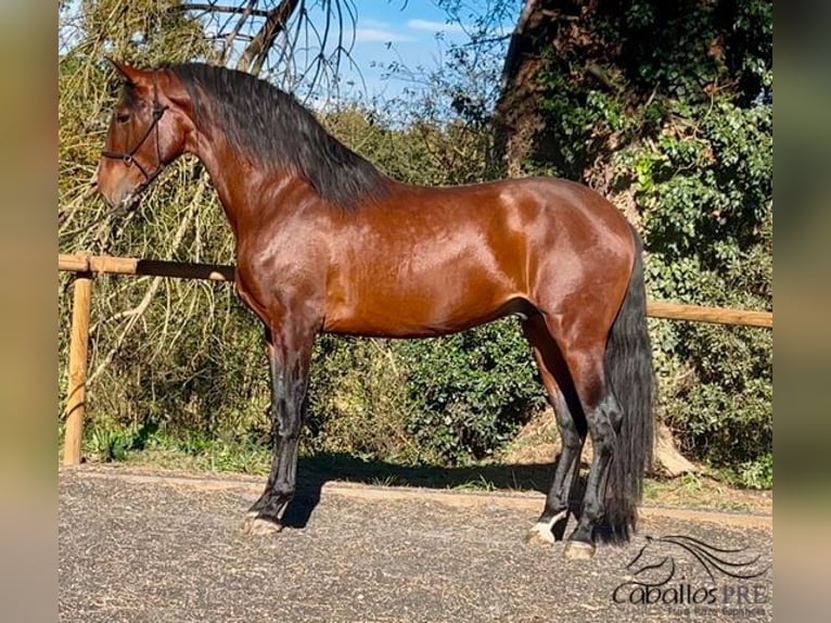 PRE Stallion 4 years 17 hh Brown in Barcelona