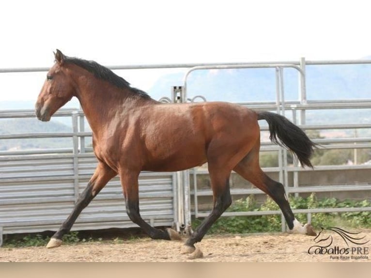 PRE Stallion 4 years 17 hh Brown in Barcelona