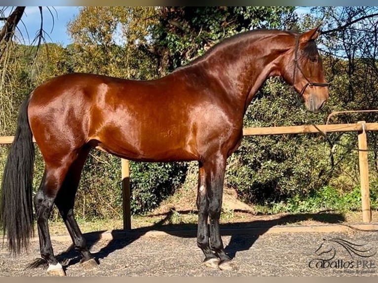 PRE Stallion 4 years 17 hh Brown in Barcelona