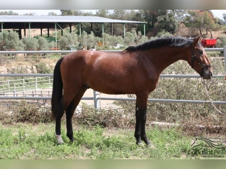 PRE Stallion 4 years 17 hh Brown in Barcelona
