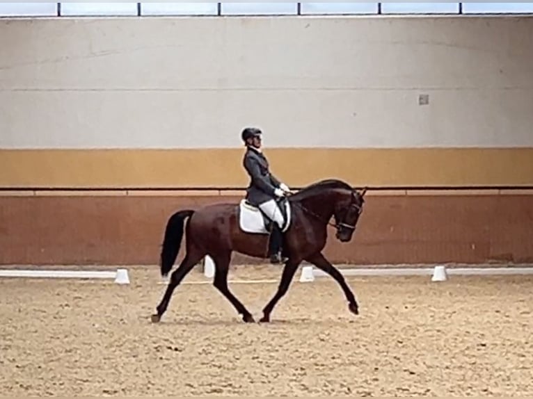 PRE Stallion 4 years 17 hh Brown in Granada