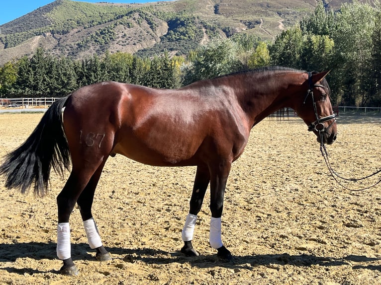 PRE Stallion 4 years 17 hh Brown in Granada