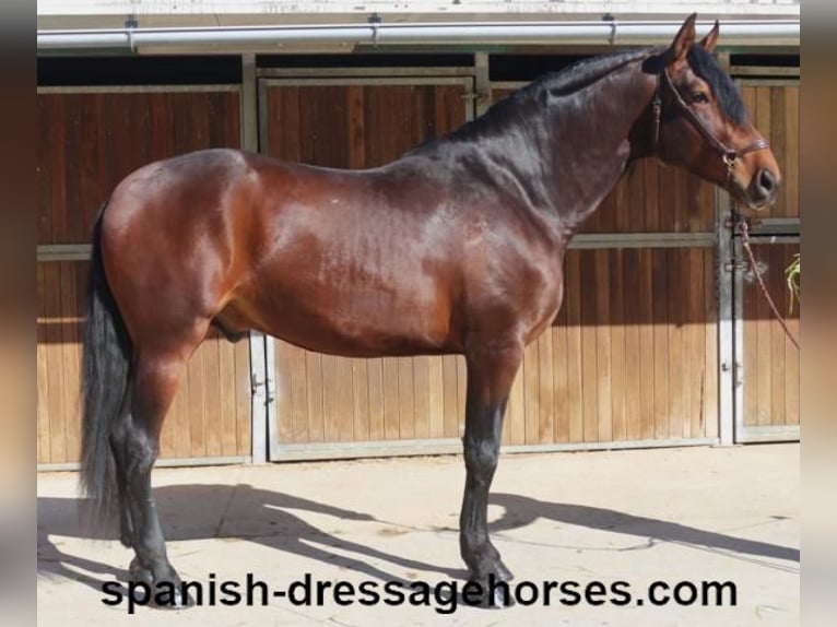 PRE Mix Stallion 4 years 17 hh Brown in Barcelona