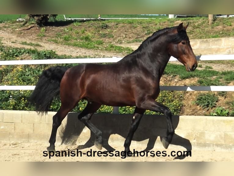 PRE Mix Stallion 4 years 17 hh Brown in Barcelona